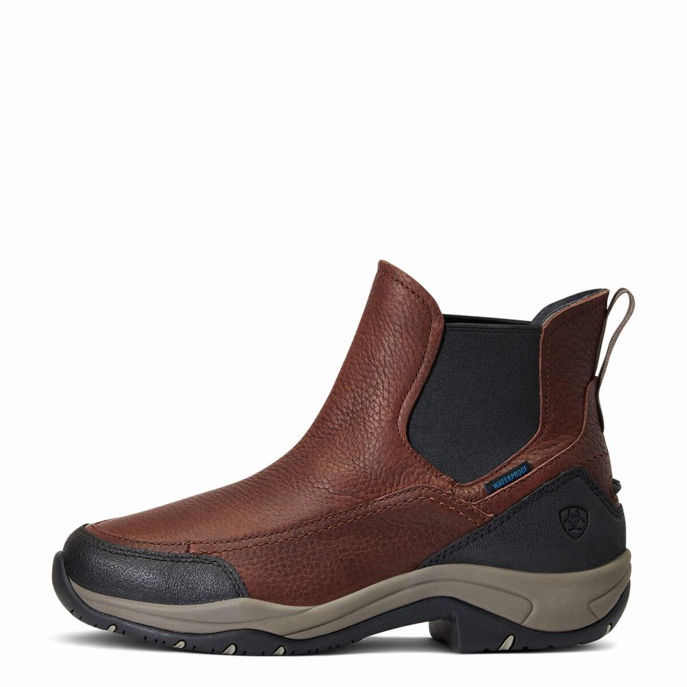 Ariat Terrain Blaze Wasserdichte Reitstiefel Damen Dunkelbraun | 306IAPFEO